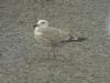 Caspian Gull at Hole Haven Creek (Steve Arlow) (65171 bytes)